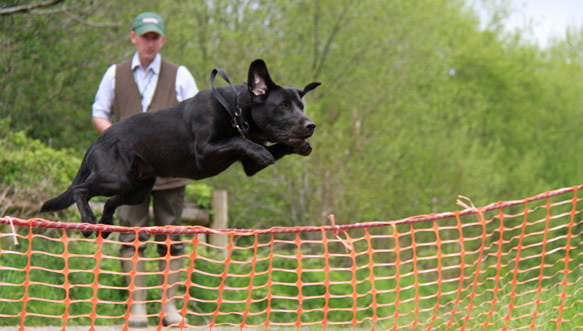 a dog jumping over a net during training