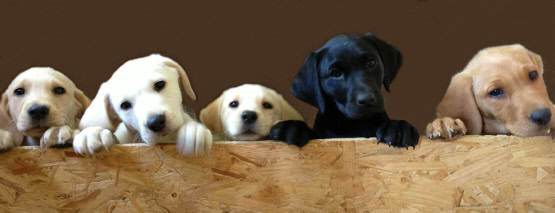a group of puppies looking over a wooden box
