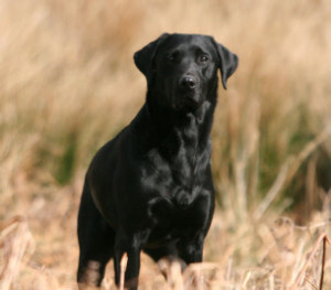 a black dog standing in a field
