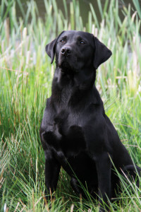 a black dog sitting in tall grass